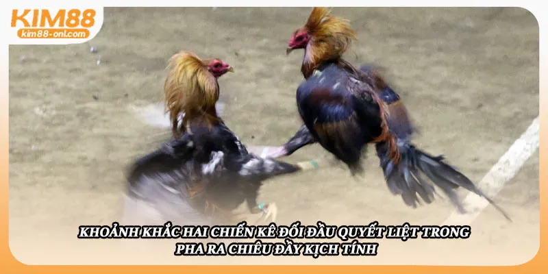 Khoảnh khắc hai chiến kê đối đầu quyết liệt trong pha ra chiêu đầy kịch tính