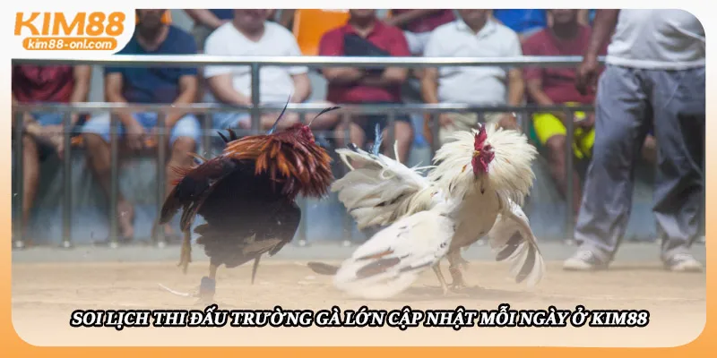 Soi lịch thi đấu trường gà lớn